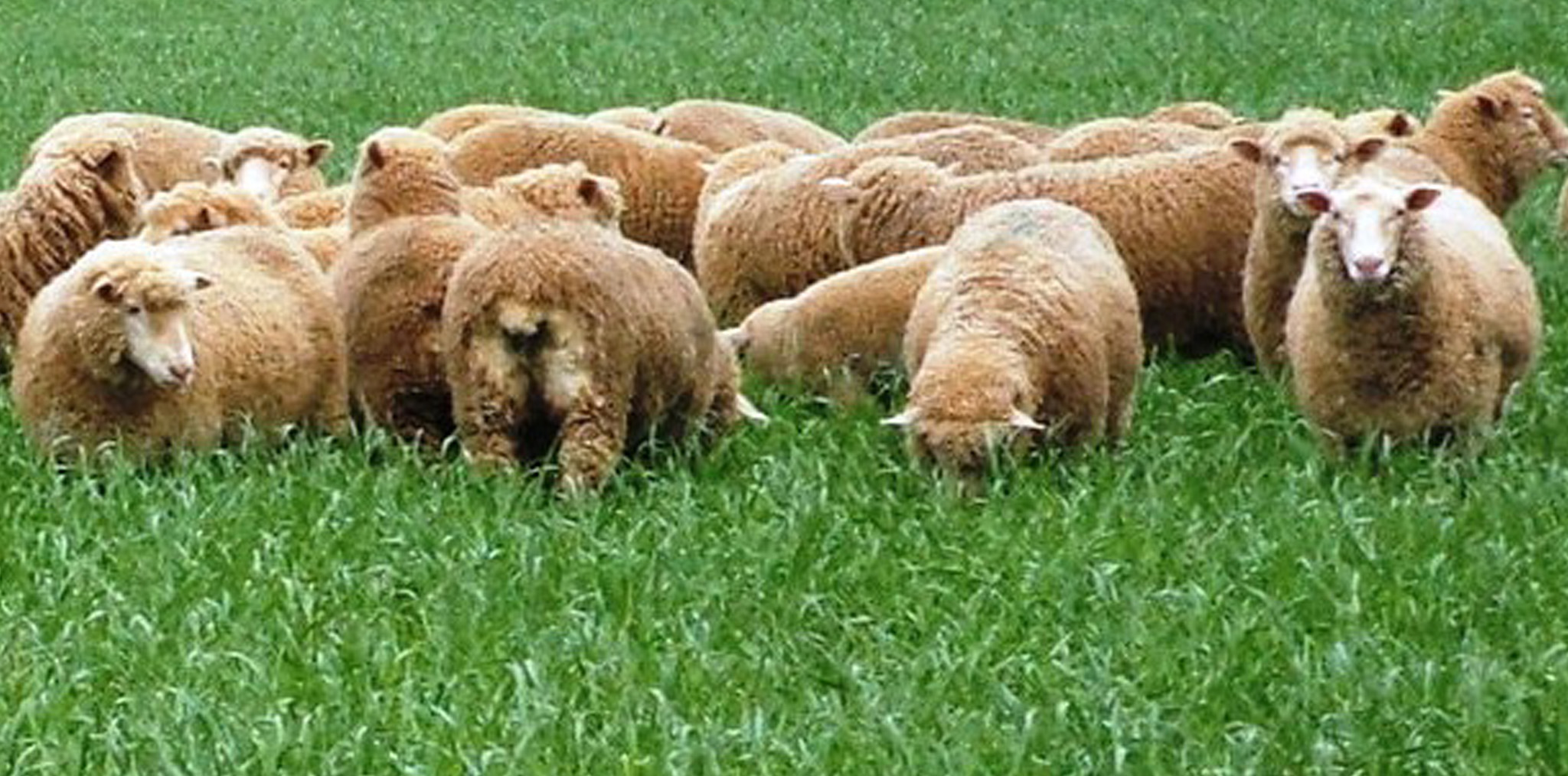 Pasture | Advice | PGG Wrightson Seeds Australia